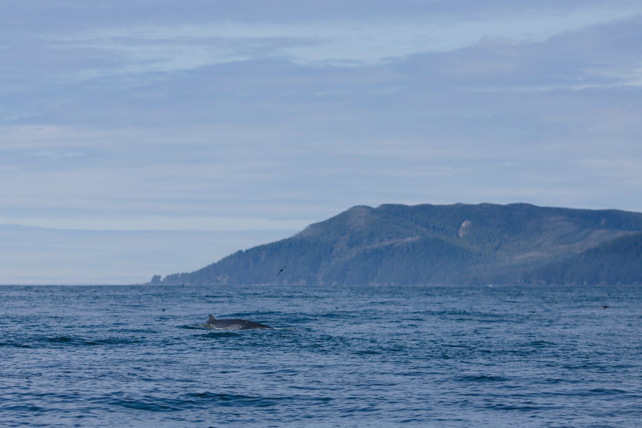 Cape Scott to Port, 19 Apr 2026